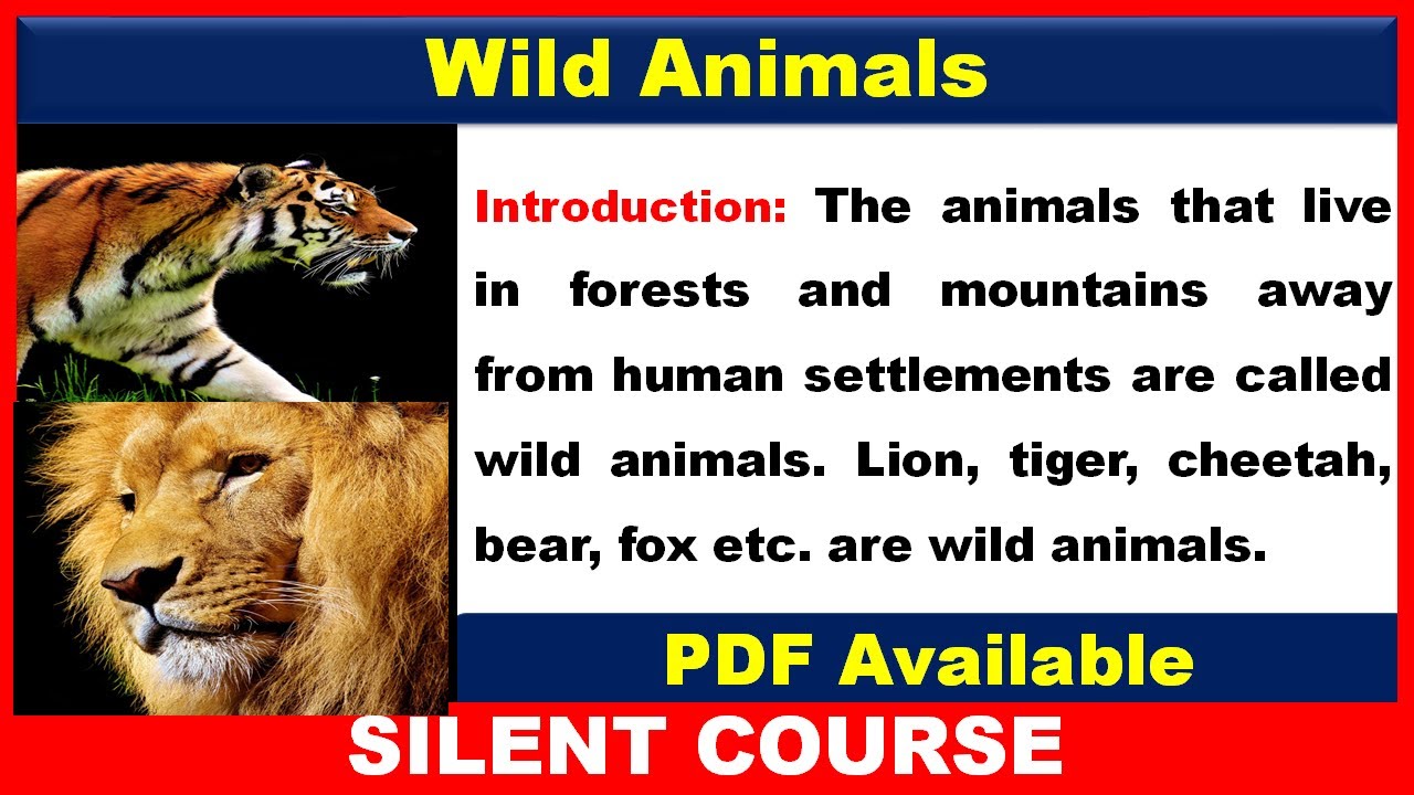 An encounter with a wild animal essay