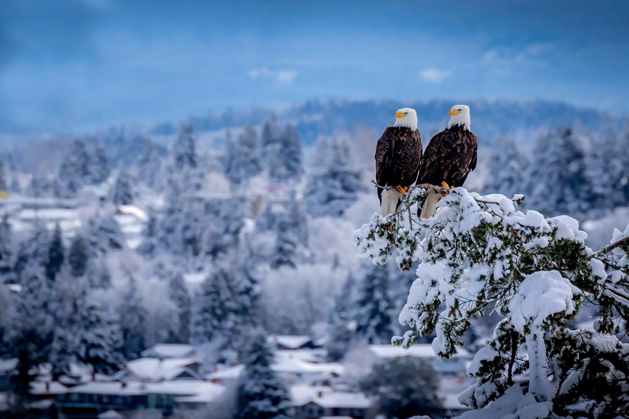 An eagle in the snow book